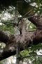 Amazonas06 - 026 * Two-toed Sloth on the grounds of the Tropical Manaus hotel.